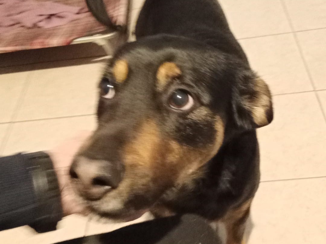 Adozione cane, maschio, Razza sconosciuta Razza sconosciuta, 3 anni e 11 mesi, taglia media, Torino