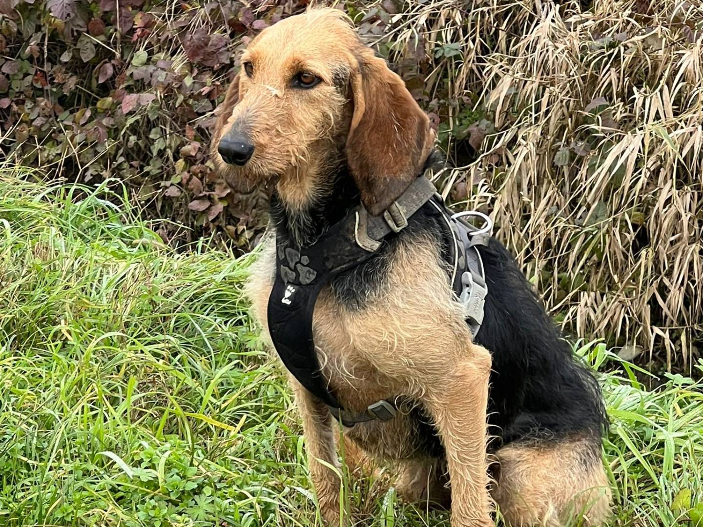 Adotta il cane Mia a Bergamo