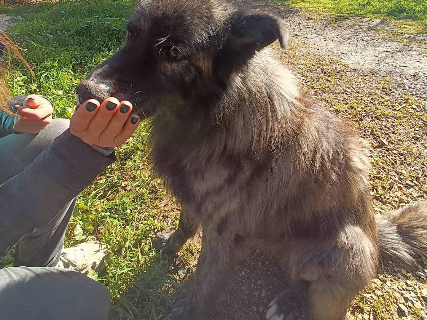 Adotta il cane Markus a Bari