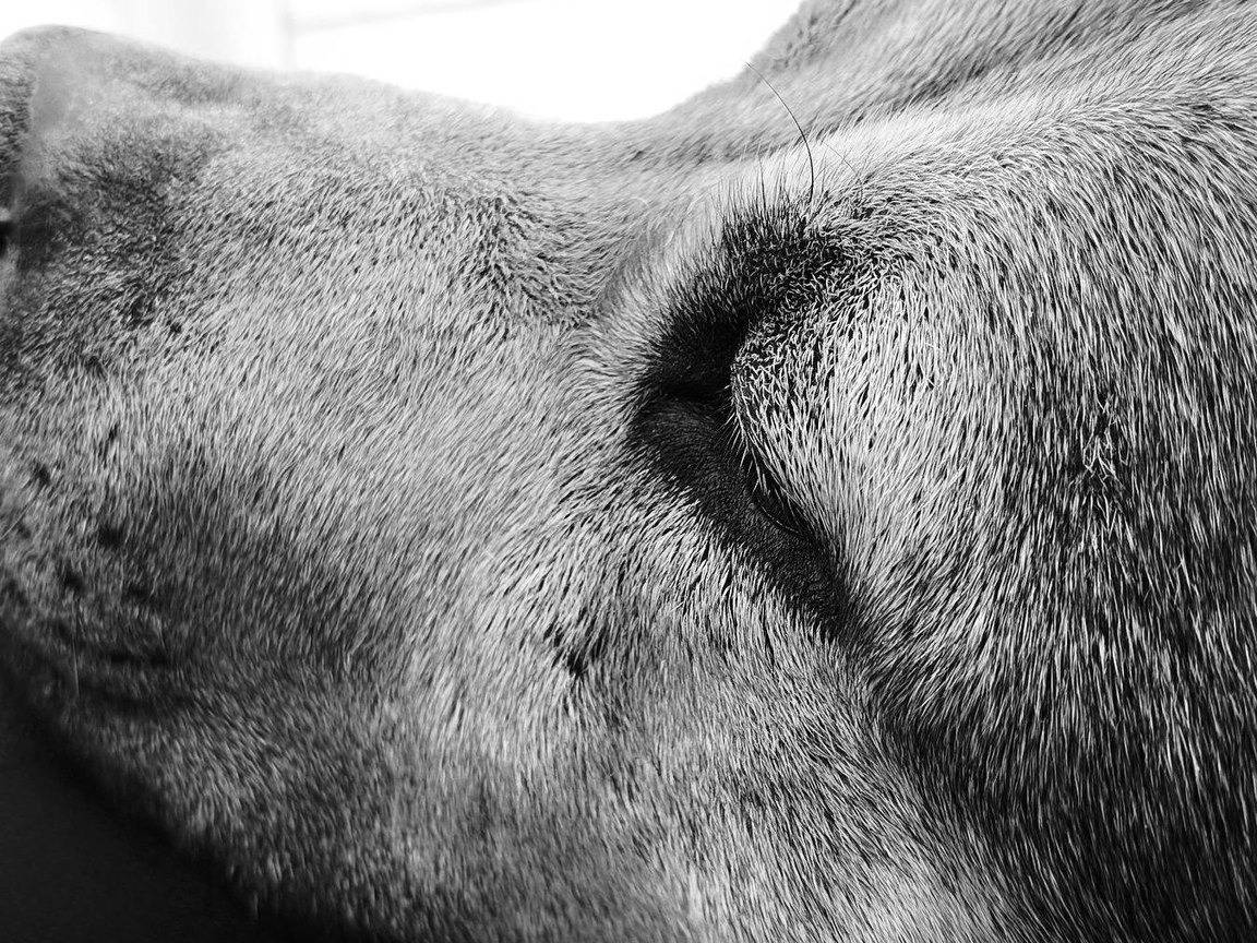 Adotta un cane, maschio, 2 anni e 11 mesi, Bari