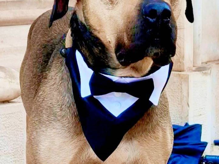 Adotta un cane, taglia grande, maschio, Bari