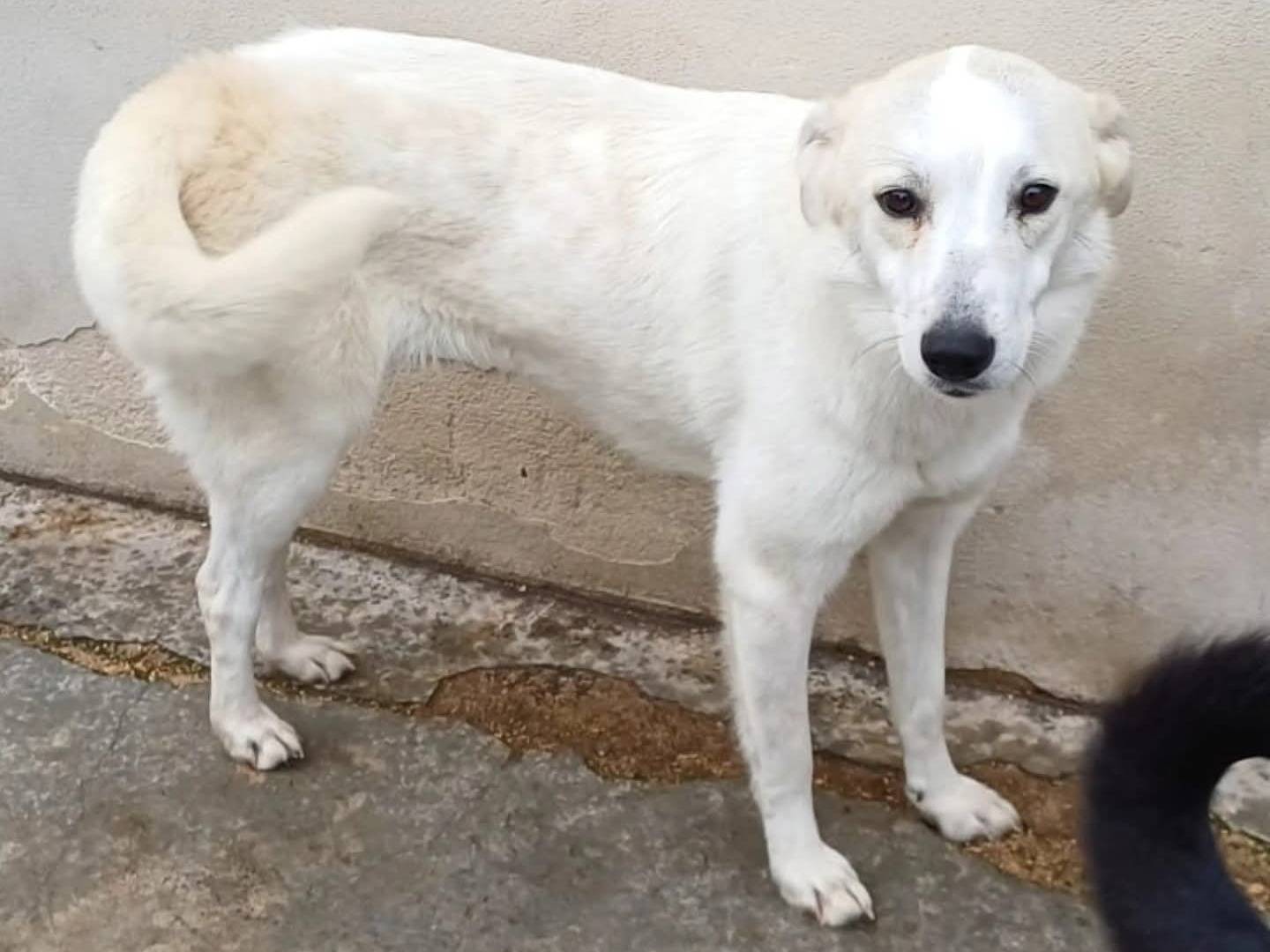 Adozione cane, femmina, Razza sconosciuta Razza sconosciuta, 10 mesi, taglia media, Torino
