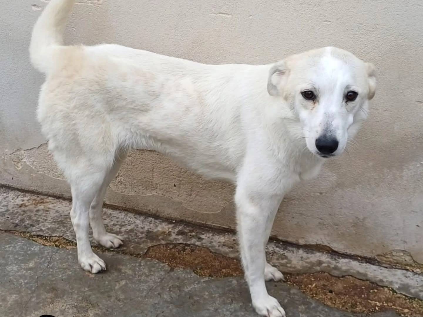 Adotta un cane, femmina, 10 mesi, Torino