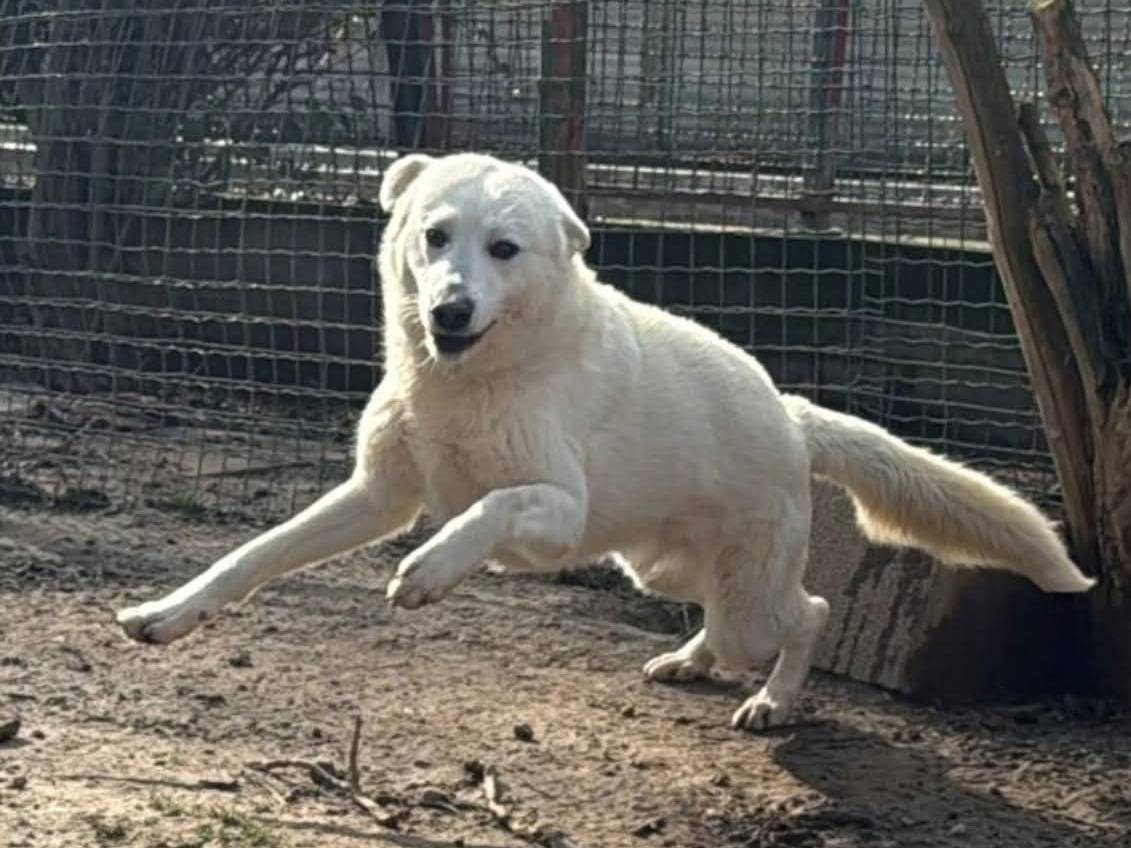 Adozione cane, maschio, Razza sconosciuta Razza sconosciuta, 1 anno e 1 mese, taglia grande, Torino