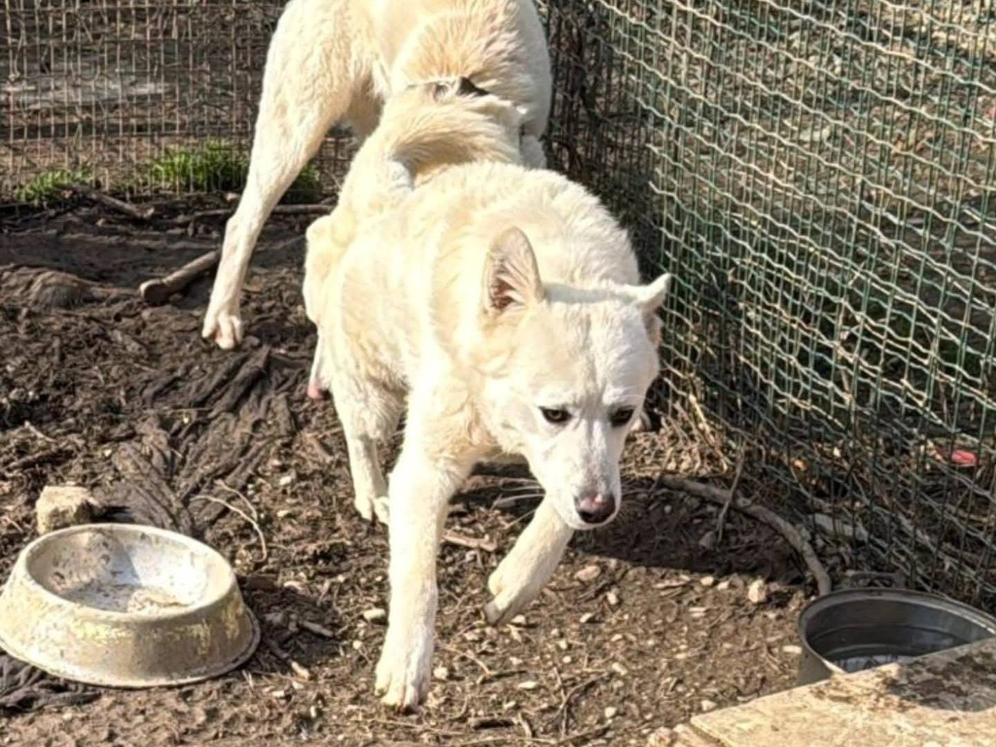 Adotta un cane, maschio, 1 anno e 1 mese, Torino