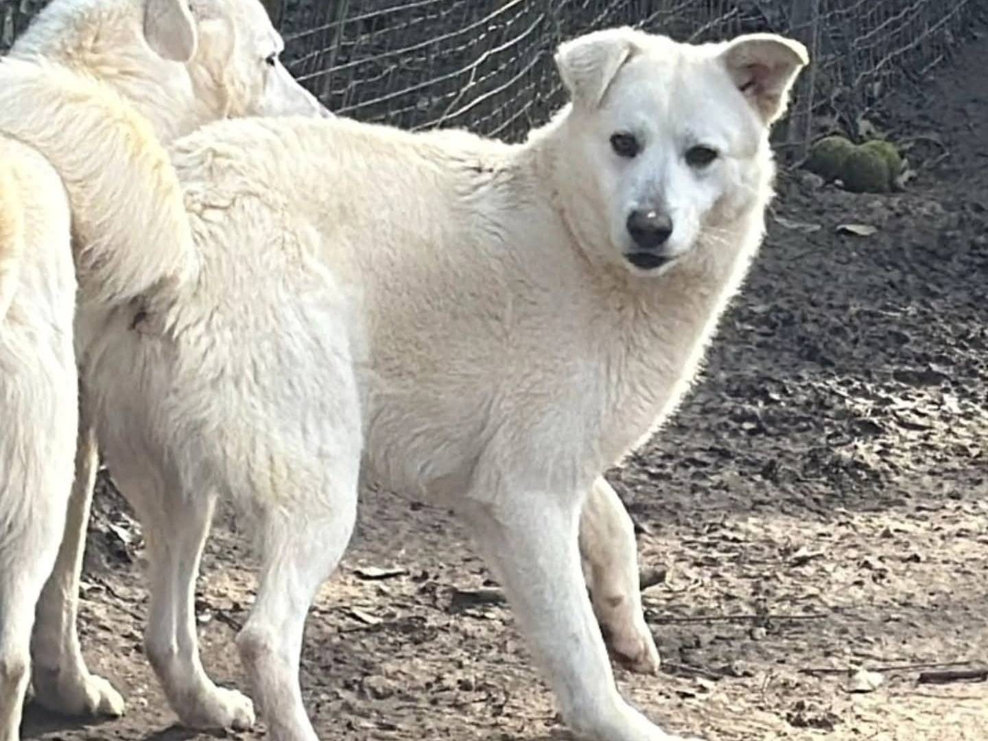 Adozione cane, maschio, Razza sconosciuta Razza sconosciuta, 1 anno e 1 mese, taglia grande, Torino