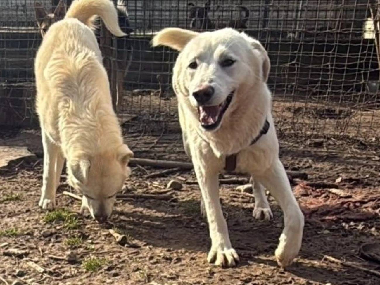 Adotta un cane, maschio, 1 anno e 1 mese, Torino
