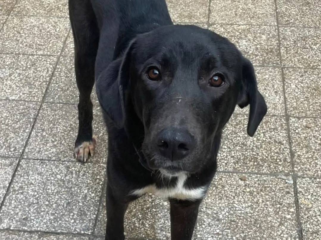 Adozione cane, maschio, Razza sconosciuta Razza sconosciuta, 9 mesi, taglia media, Torino