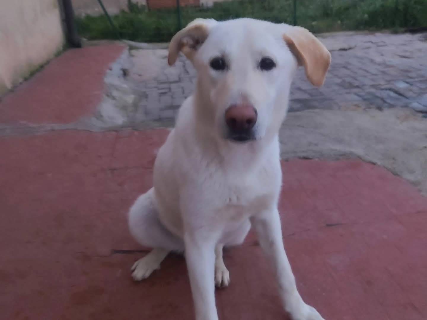 Adozione cane, maschio, Razza sconosciuta Razza sconosciuta, 10 mesi, taglia grande, Torino