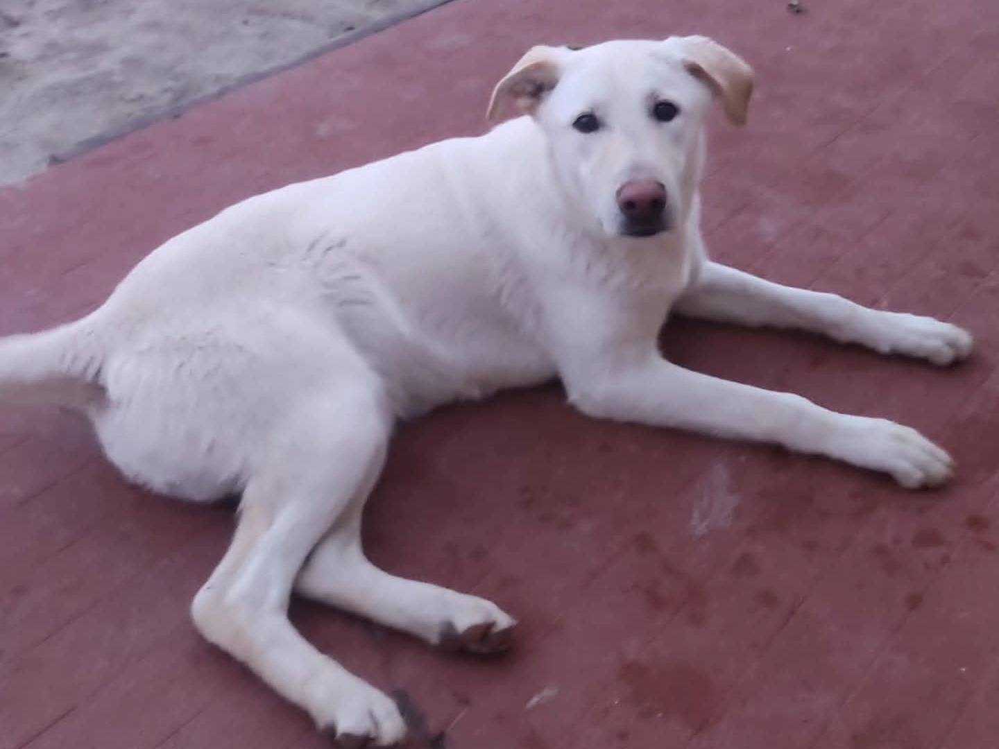 Adotta un cane, maschio, 10 mesi, Torino