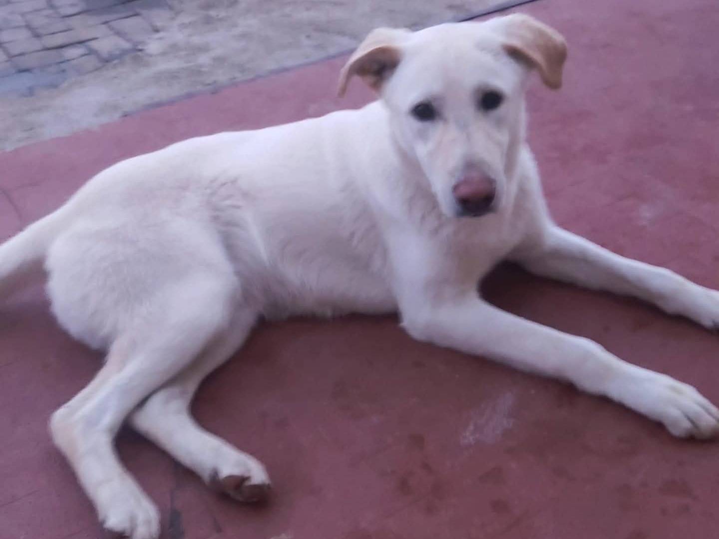 Adotta un cane, taglia grande, maschio, Torino