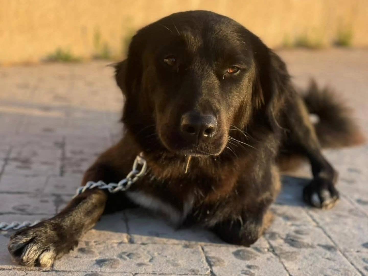 Adozione cane, femmina, Razza sconosciuta Razza sconosciuta, 1 anno e 1 mese, taglia media, Torino