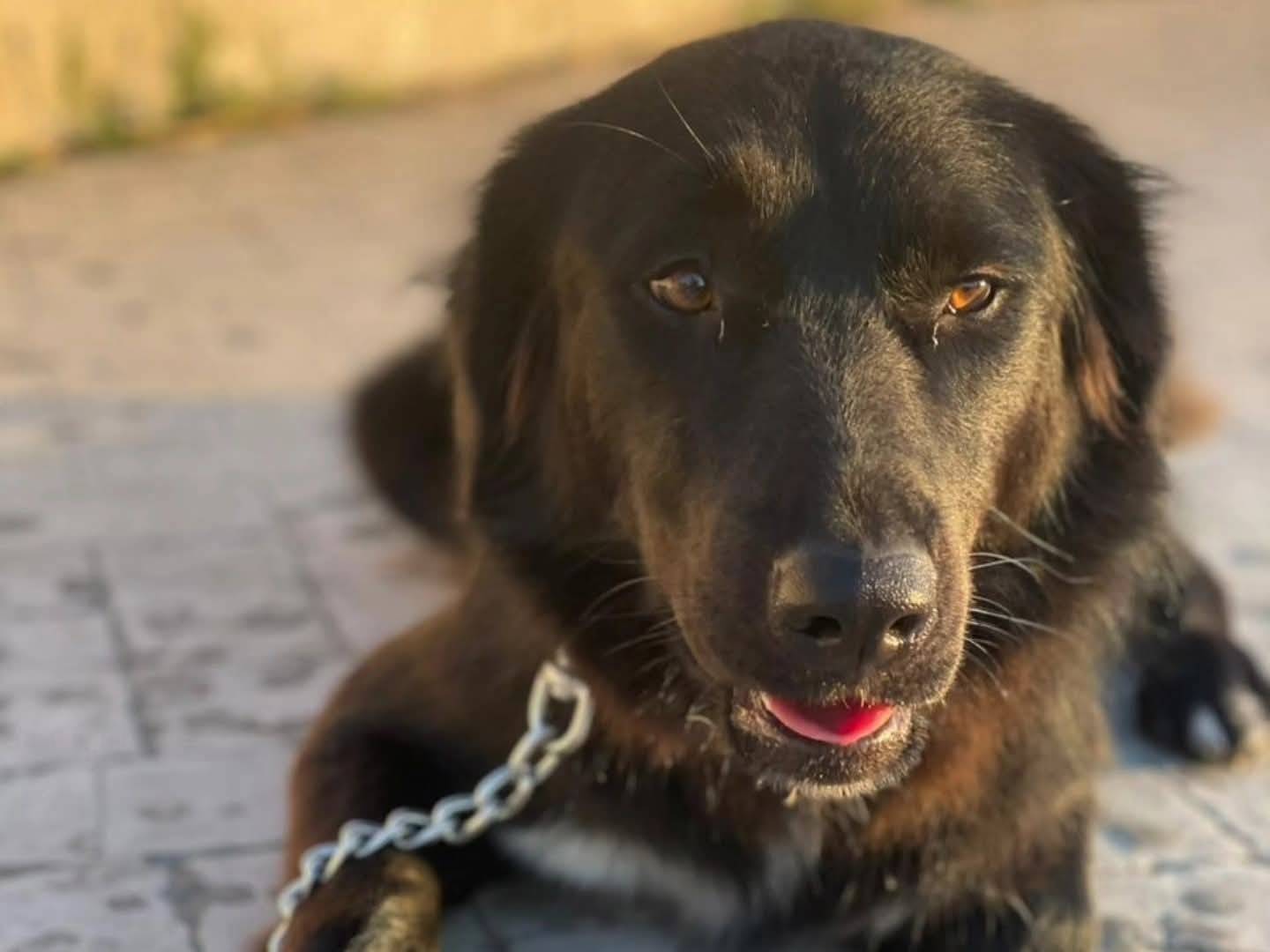 Adotta un cane, femmina, 1 anno e 1 mese, Torino