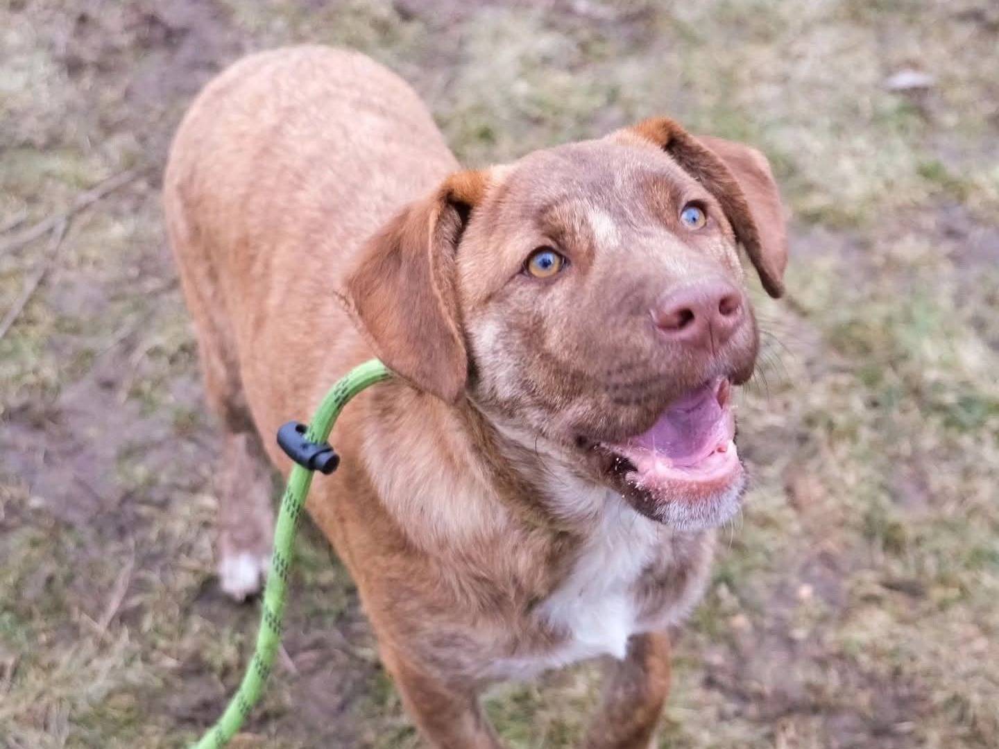 Adotta il cane Diesel a Torino