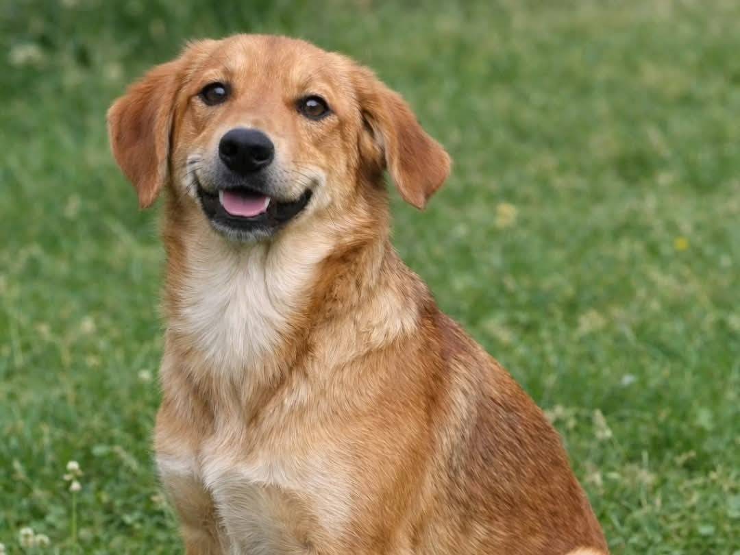 Adozione cane, femmina, Razza sconosciuta Razza sconosciuta, 10 mesi, taglia media, Torino
