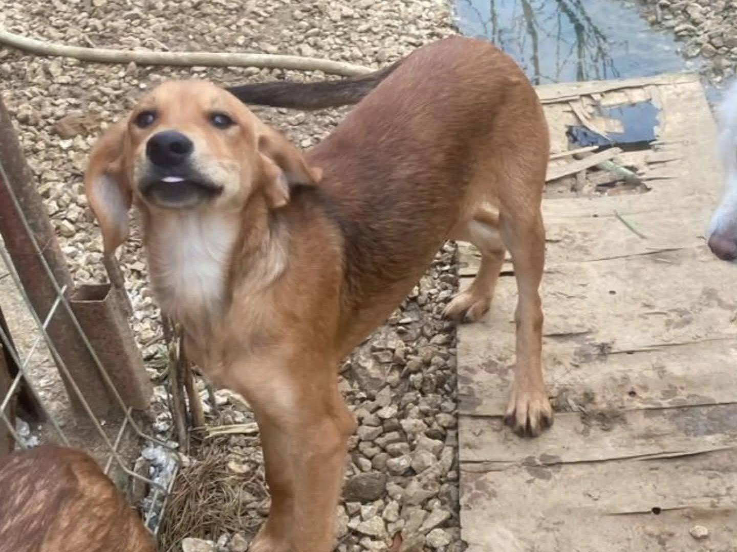 Adotta un cane, femmina, 10 mesi, Torino