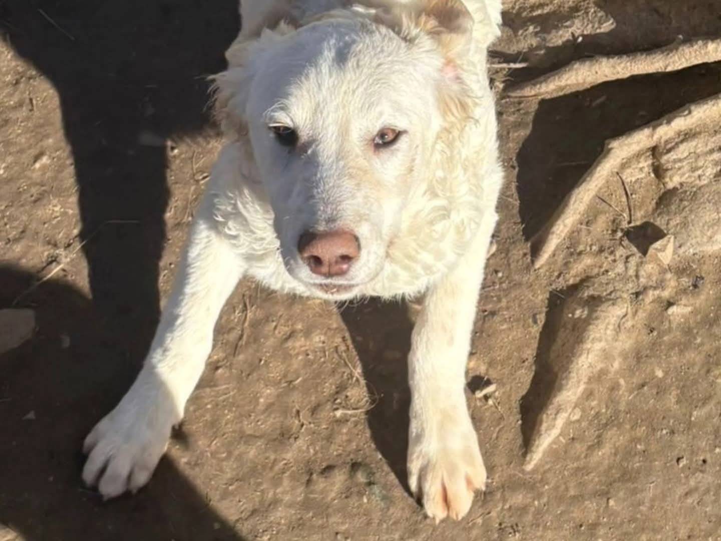 Adotta un cane, femmina, 4 mesi, Torino