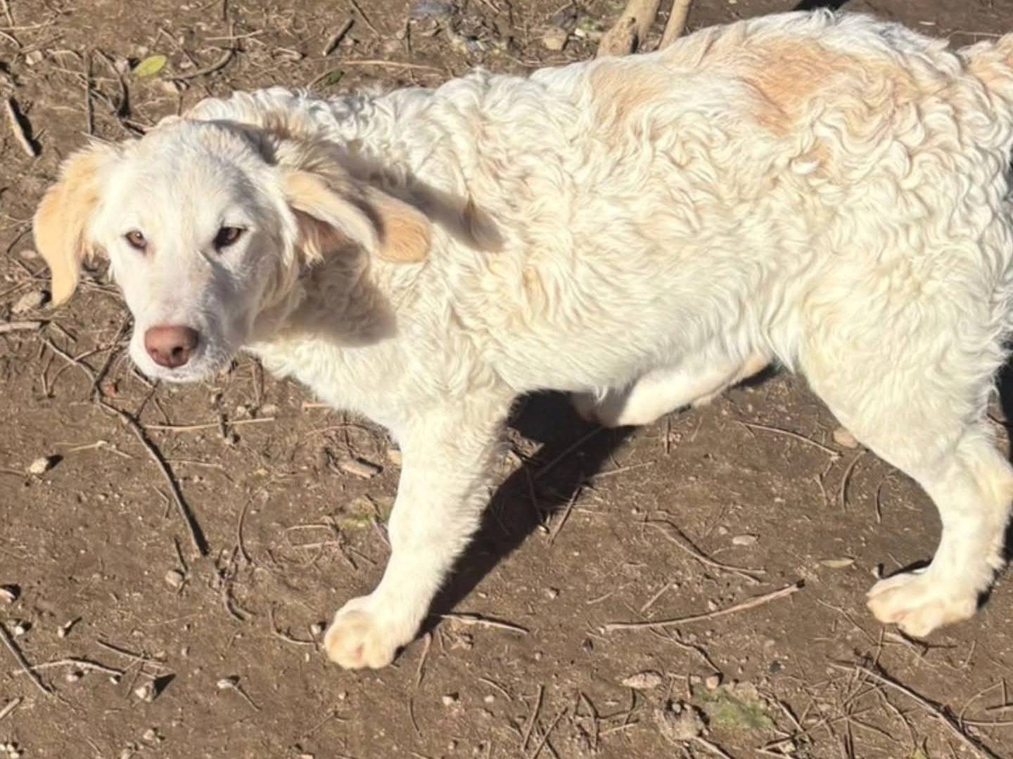 Adotta un cane, taglia media, femmina, Torino