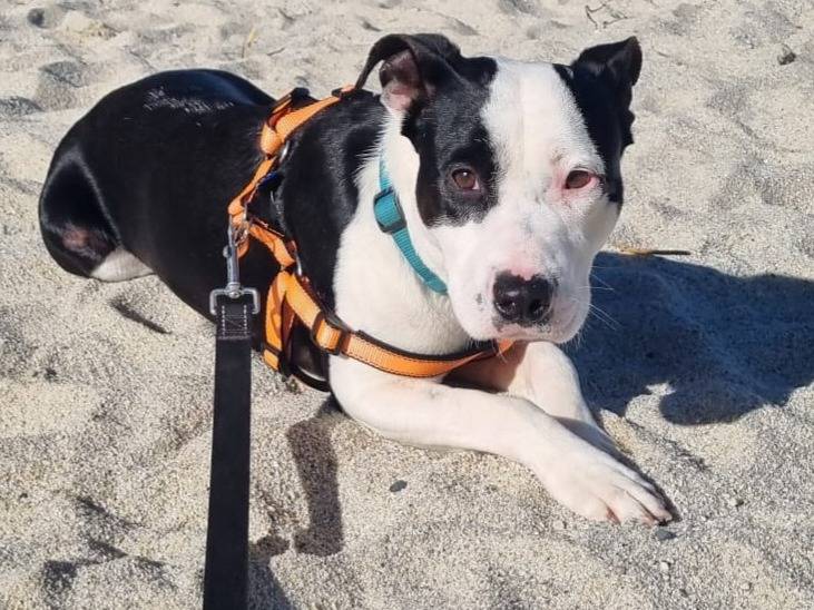 Adozione cane, maschio, Amstaff Razza sconosciuta, 1 anno, taglia media, Milano