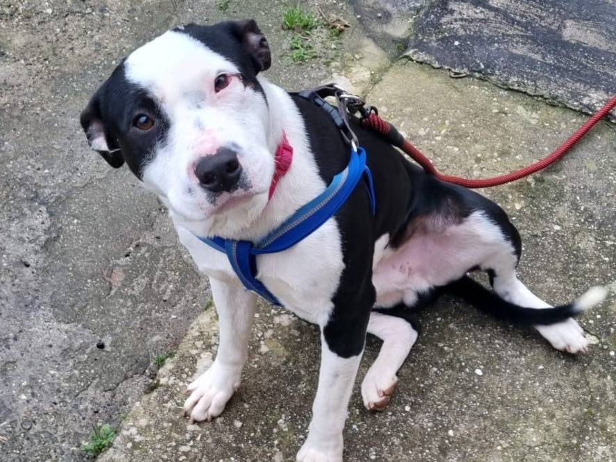 Adotta un cane, maschio, 1 anno, Milano