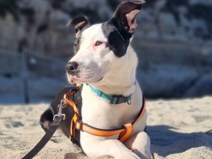 Adotta un cane, taglia media, maschio, Milano