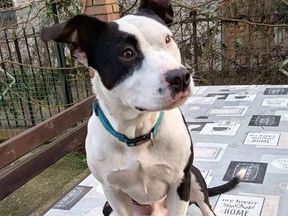 Vuoi adottare un cane a Milano?