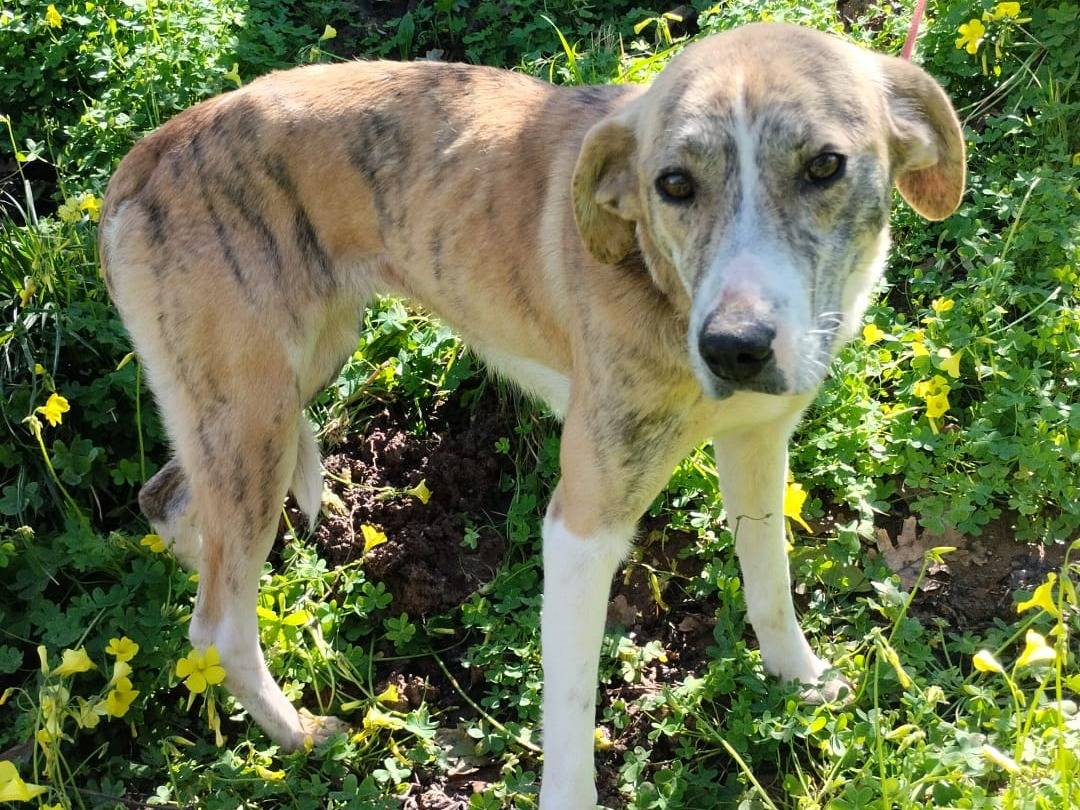 Adozione cane, femmina, Razza sconosciuta Razza sconosciuta, 1 anno, taglia media, Milano