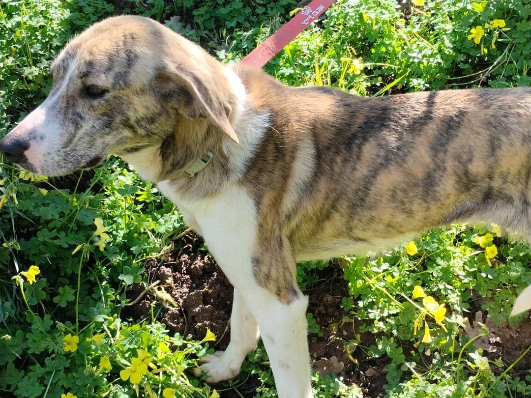 Adotta un cane, femmina, 1 anno, Milano