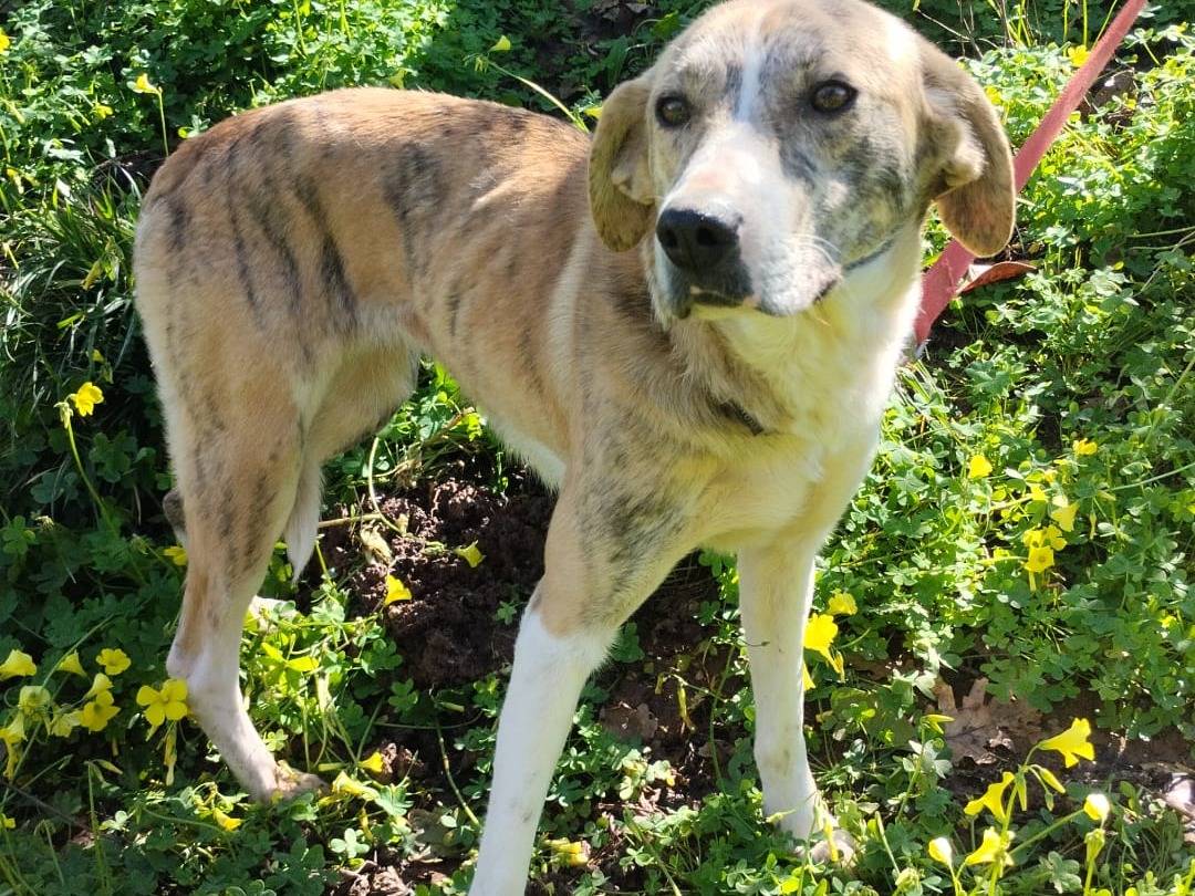 Adotta un cane, taglia media, femmina, Milano