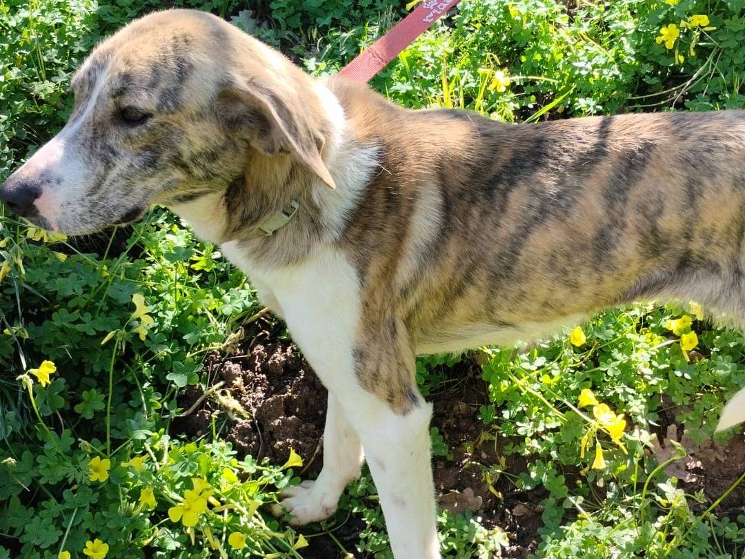 Vuoi adottare un cane a Milano?