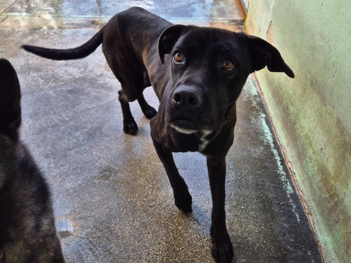 Adotta il cane Masha a Barletta