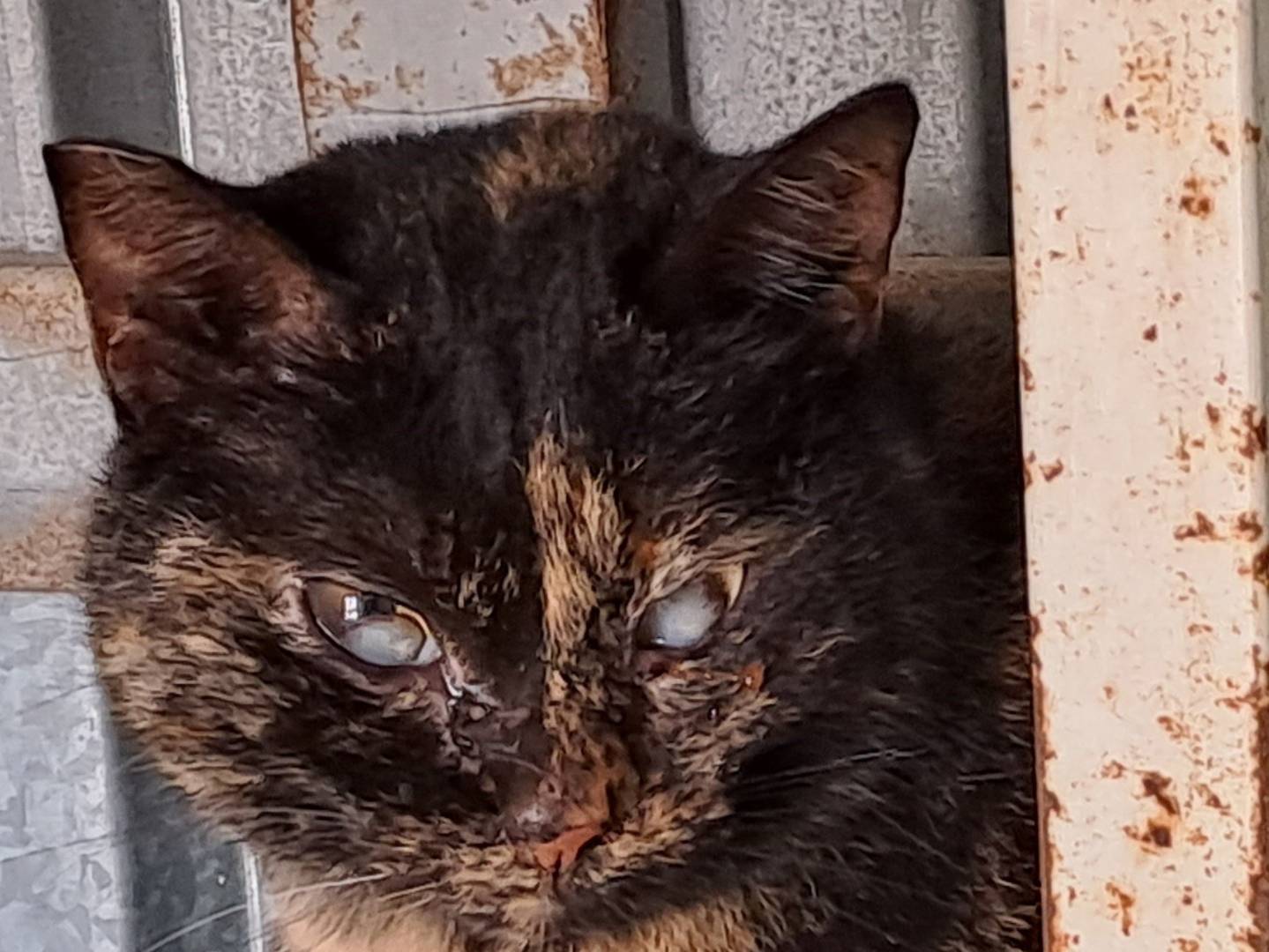 Adozione gatto, femmina, Razza sconosciuta Razza sconosciuta, 6 anni e 1 mese, taglia non valida, Barletta