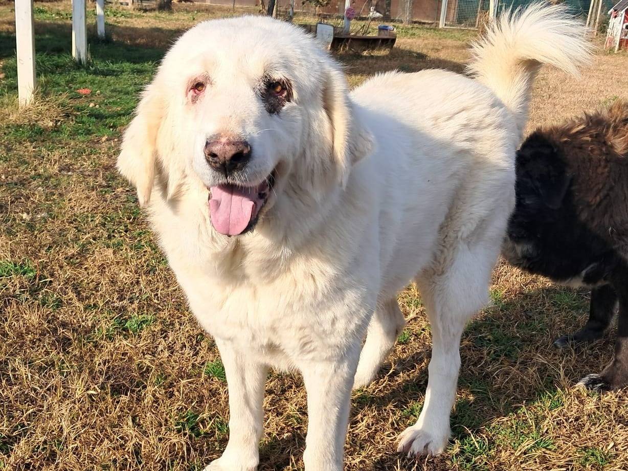 Adotta un cane, taglia grande, femmina, Mantova