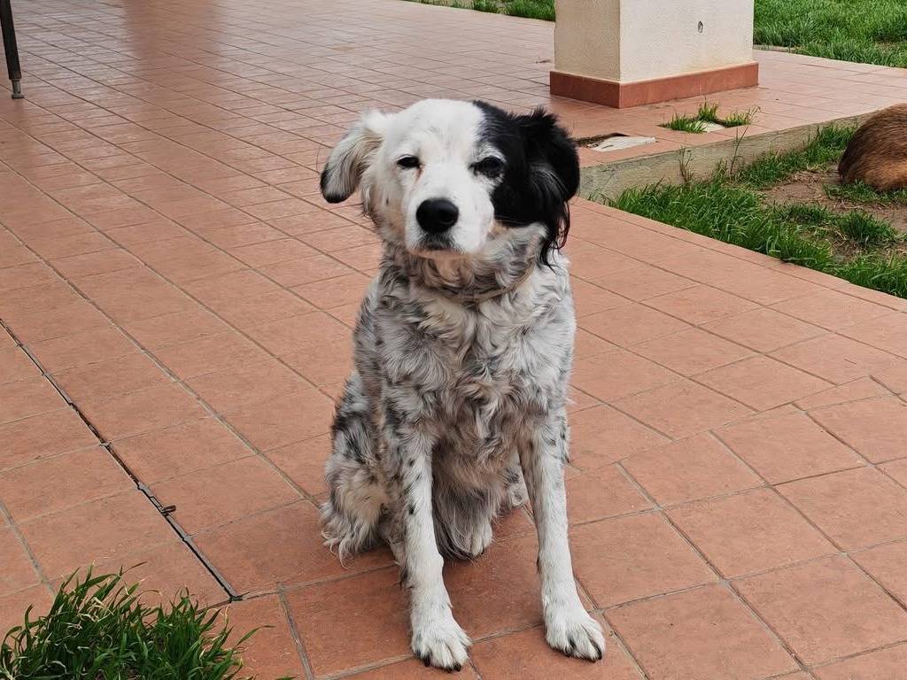 Adotta un cane, taglia media contenuta, femmina, Vibo
