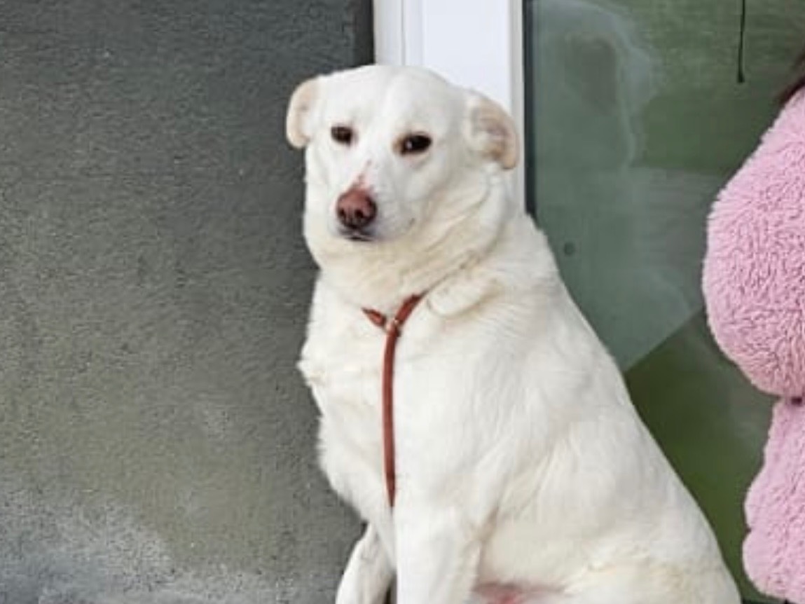 Adozione cane, femmina, Razza sconosciuta Razza sconosciuta, 1 anno e 9 mesi, taglia media, Salerno