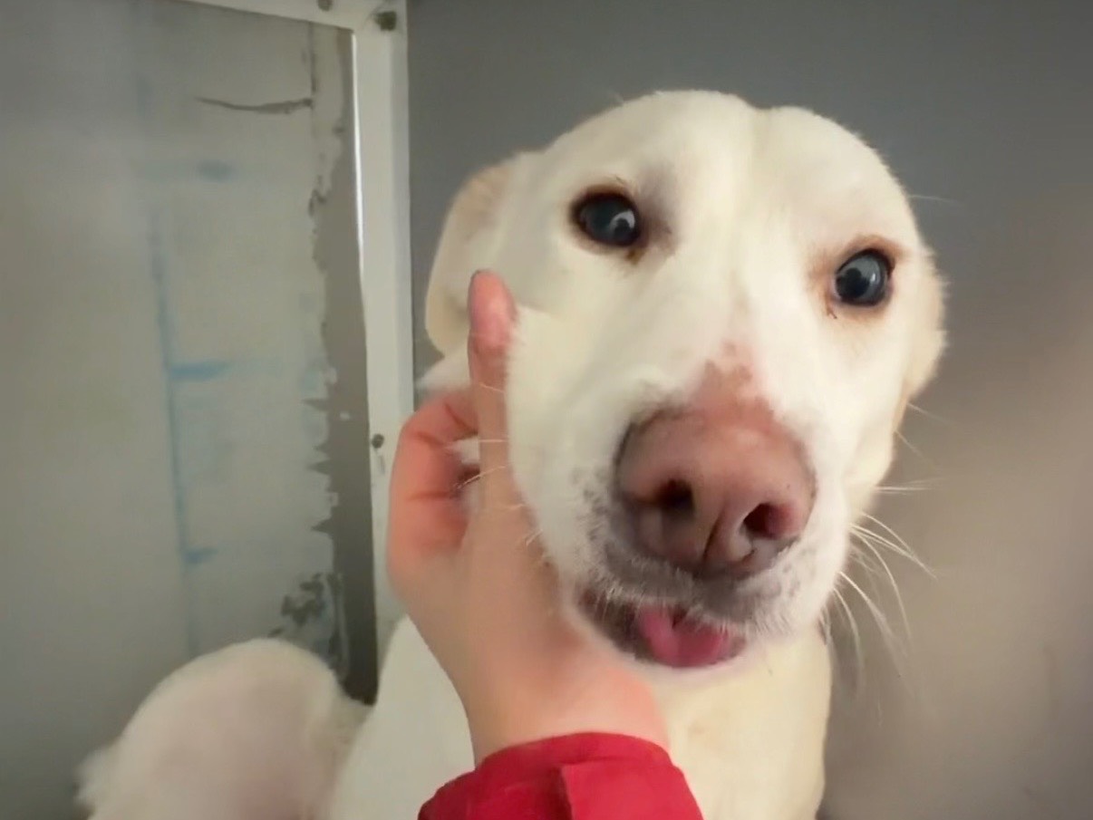 Adotta un cane, femmina, 1 anno e 9 mesi, Salerno