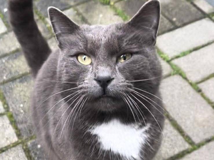 Adozione gatto, maschio, Razza sconosciuta Razza sconosciuta, 4 anni, taglia non valida, Parma