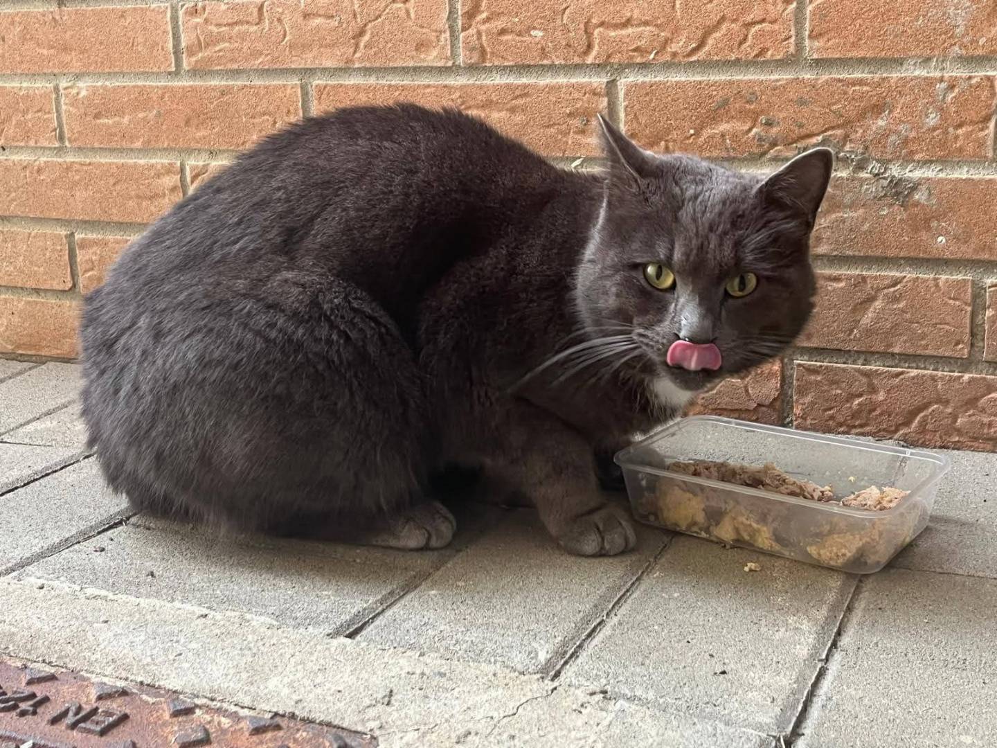 Adotta un gatto, maschio, 4 anni, Parma