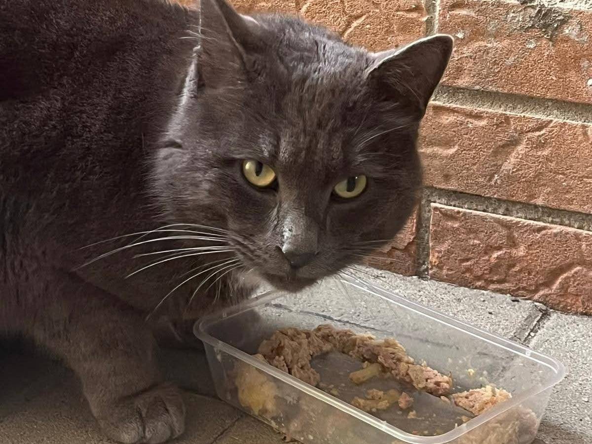 Adotta un gatto, taglia non valida, maschio, Parma