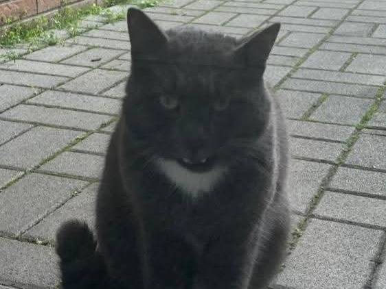 Vuoi adottare un gatto a Parma?