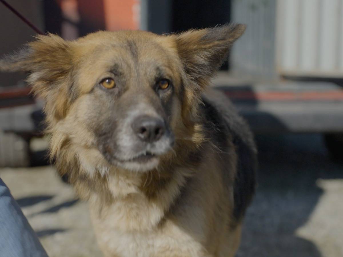 Adozione cane, maschio, Pastore tedesco Razza sconosciuta, 1 anno e 9 mesi, taglia media, Milano