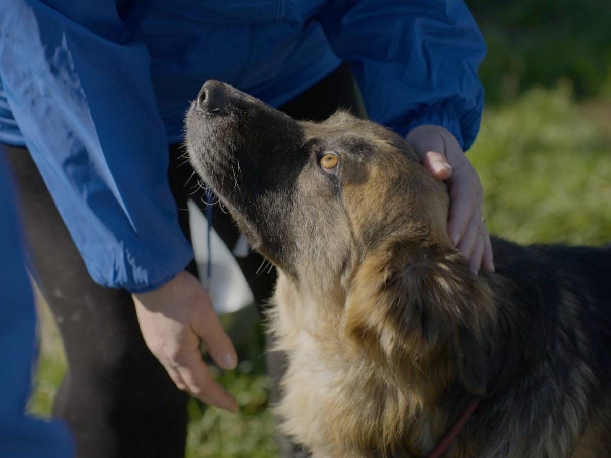 Adotta un cane, maschio, 1 anno e 9 mesi, Milano