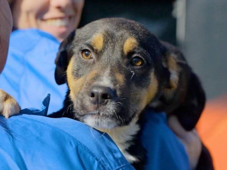 Adozione cane, maschio, Razza sconosciuta Razza sconosciuta, 3 mesi, taglia media, Milano
