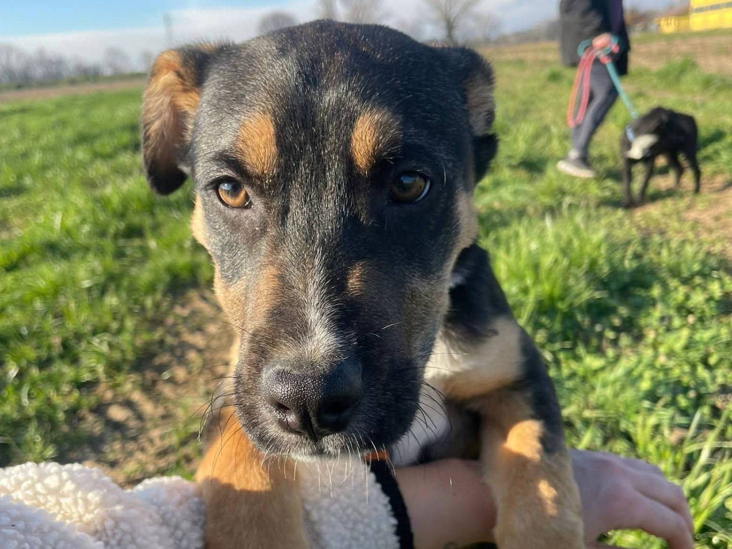 Adotta un cane, maschio, 3 mesi, Milano