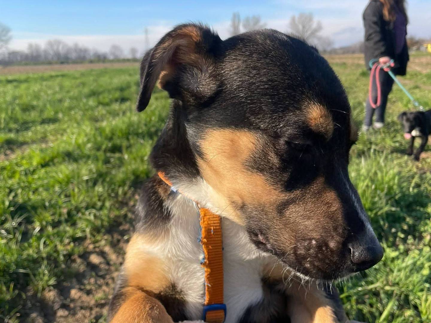 Adotta un cane, taglia media, maschio, Milano