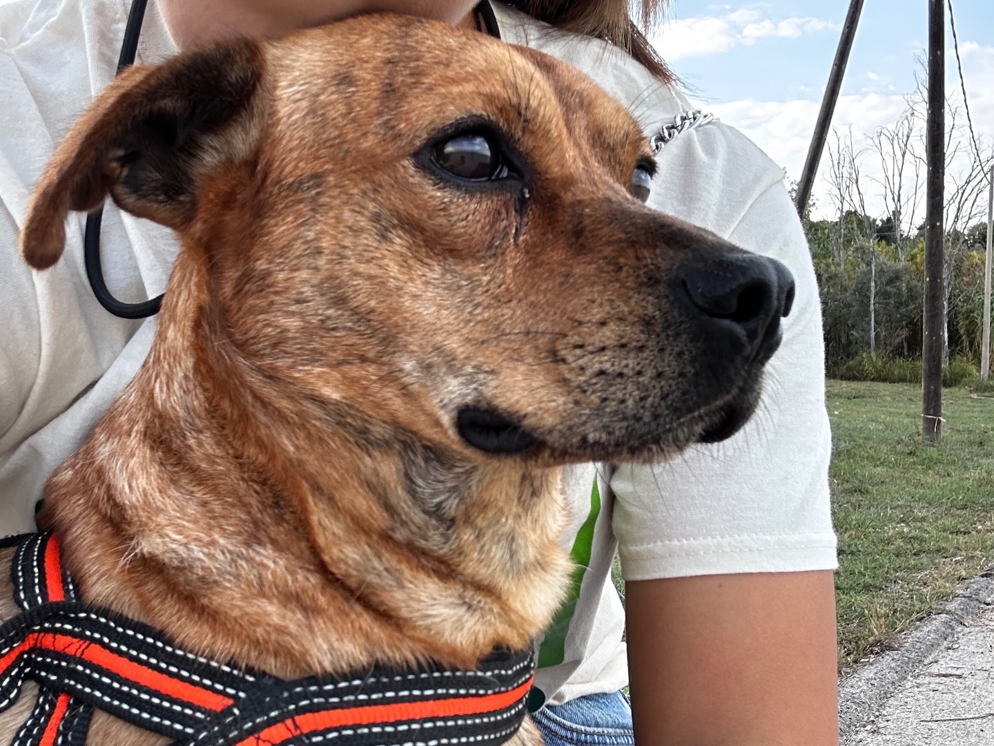 Adotta il cane Tigro a Chieti