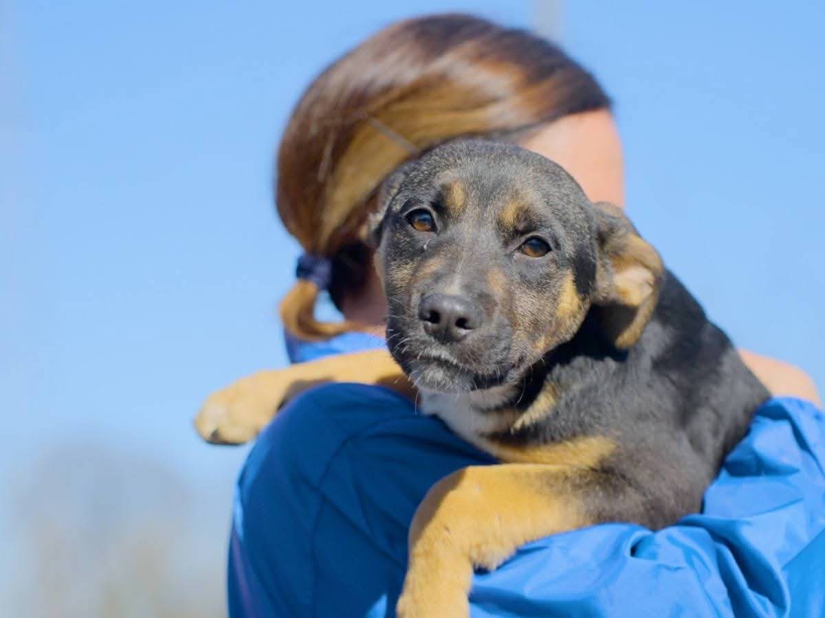 Adotta un cane, maschio, 3 mesi, Milano
