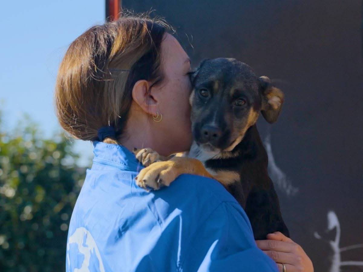 Adotta un cane, taglia media, maschio, Milano