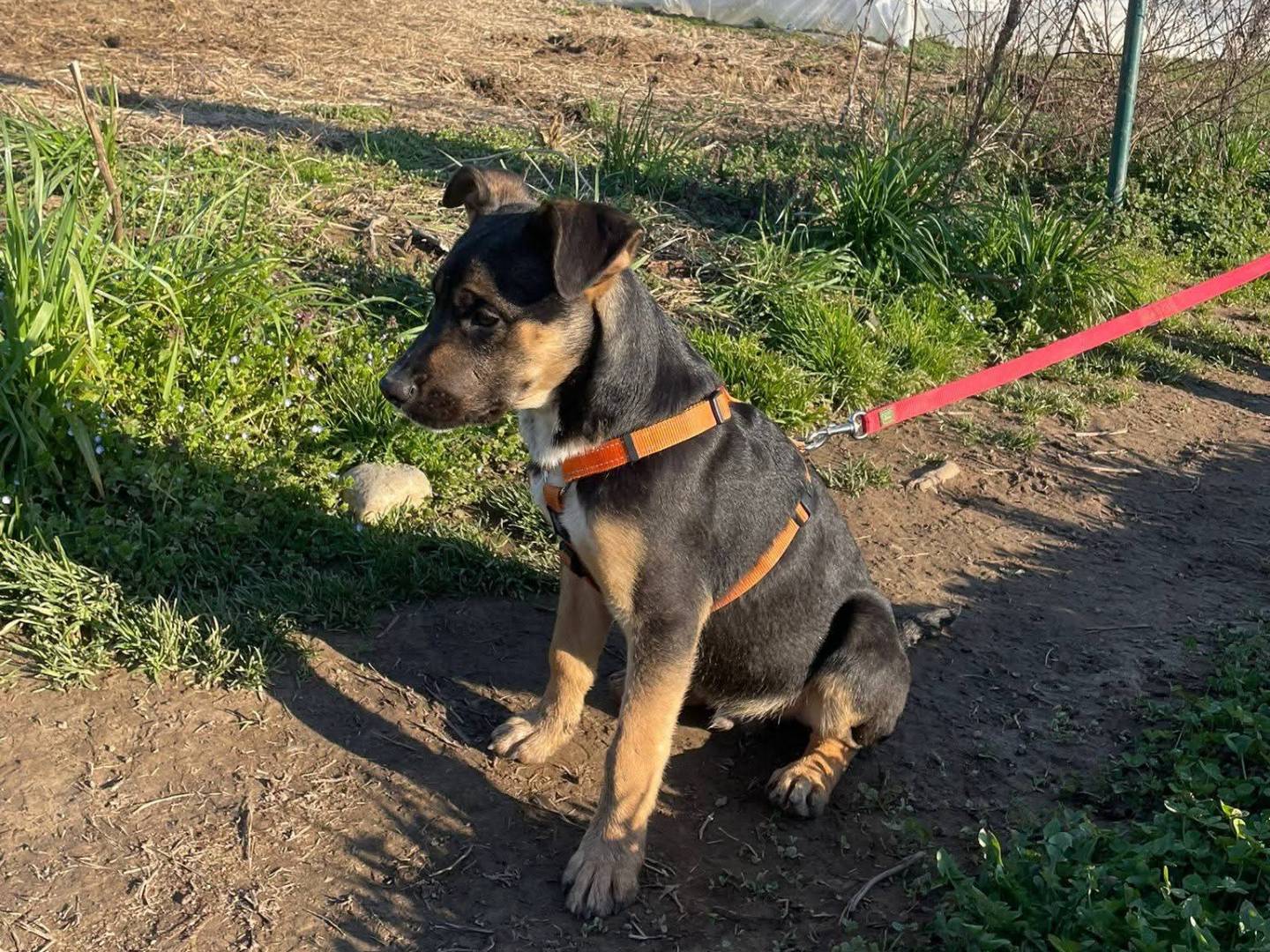 Vuoi adottare un cane a Milano?