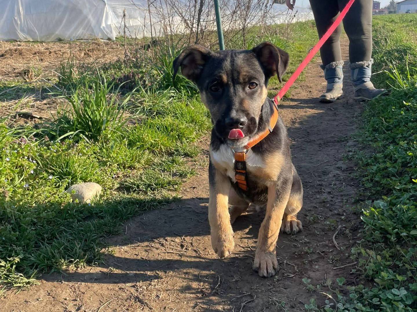 Adotta il cane Marlon a Milano